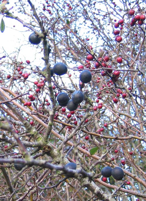 sloebushes.jpeg